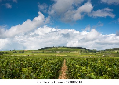 Vineyards In Beaune, Burgundy, France