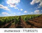 Vineyards with beautiful blue sky at Recas, Timis County, Romania
