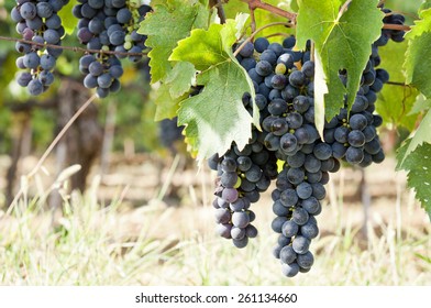 Vineyards With Black Grapes Sangiovese