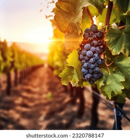 Vineyards with blurred sunset backgroun - Powered by Shutterstock
