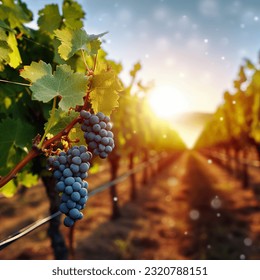 Vineyards with blurred sunset backgroun - Powered by Shutterstock