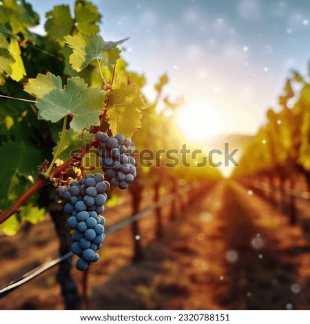 Vineyards with blurred sunset backgroun