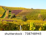 Vineyards in Bodenheim, Rhenish Hesse, Germany, during fall time.