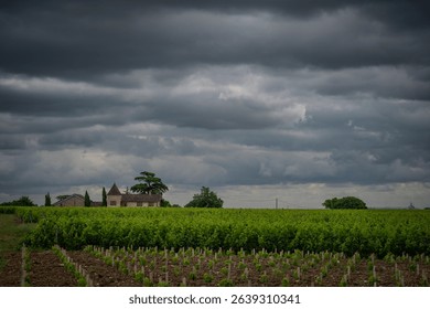 Vineyards of Bordeaux under dramatic clouds in Saint-Emilion during late spring harvest preparations