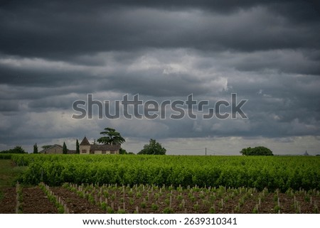 Vineyards of Bordeaux under dramatic clouds in Saint-Emilion during late spring harvest preparations