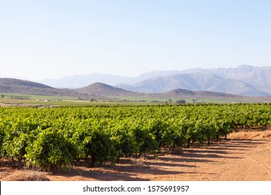 Vineyards in the Breede River Valley near McGregor, Western Cape Winelands, South Africa in early morning light with mist on the Langeberg Mountains