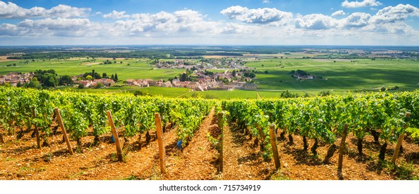 Vineyards Of Burgundy, France 