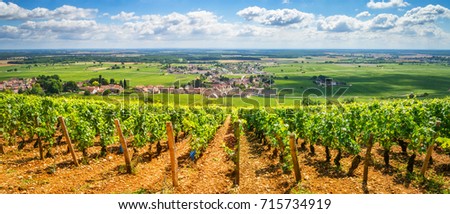 Vineyards of Burgundy, France  Сток-фото © 