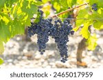 Vineyards with Cabernet Sauvignon near Chateau Dauzac, Margaux, Medoc, Bordeaux, Aquitaine, France