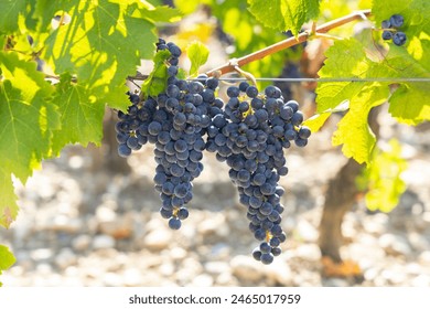 Vineyards with Cabernet Sauvignon near Chateau Dauzac, Margaux, Medoc, Bordeaux, Aquitaine, France - Powered by Shutterstock