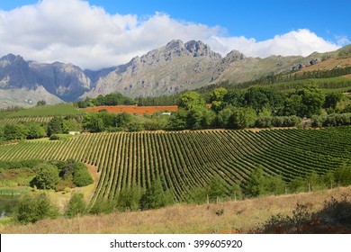 Vineyards In The Cape Town Peninsula South Africa