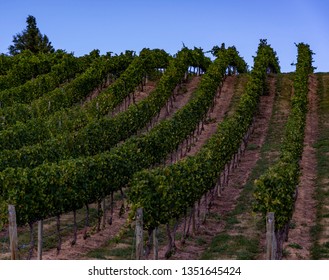 Vineyards In Central Otago, NZ