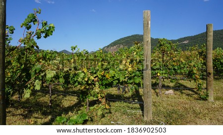 
Vineyards in Cerocahui, Sierra Tarahumara, Chihuahua, Mexico