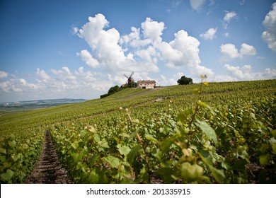 Vineyards In The Champagne Region, France