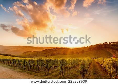 Vineyards in chianti
