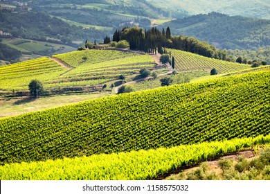 Vineyards In Chianti Region Of Tuscany In Italy