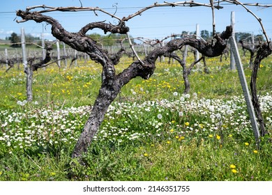 Vineyards In The Cognac Region, France