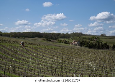 Vineyards In The Cognac Region, France