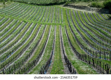 Vineyards In The Cognac Region, France