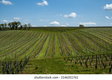 Vineyards In The Cognac Region, France