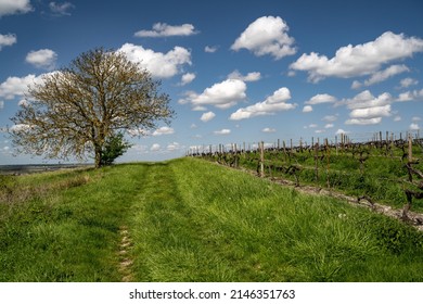 Vineyards In The Cognac Region, France