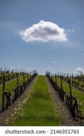 Vineyards In The Cognac Region, France