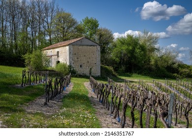 Vineyards In The Cognac Region, France