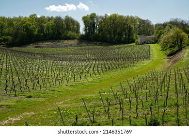 Vineyards In The Cognac Region, France