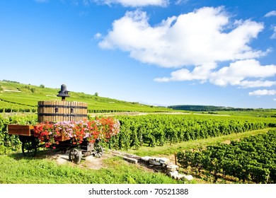 Vineyards Of Cote De Beaune Near Pommard, Burgundy, France