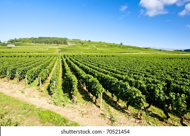 Vineyards Of Cote De Beaune Near Pommard, Burgundy, France