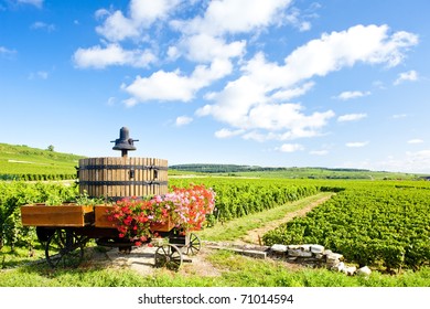 Vineyards Of Cote De Beaune Near Pommard, Burgundy, France