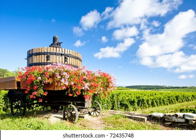 Vineyards Of Cote De Beaune Near Pommard, Burgundy, France