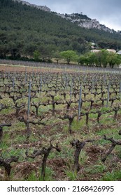 Vineyards of Cotes de Provence in spring near Cassis, wine making in South of France