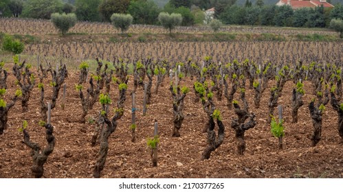 Vineyards of Cotes de Provence in spring, Bandol wine region near Le Castellet village, wine making in South of France