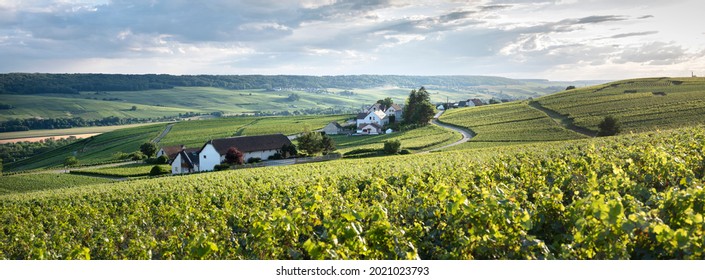 vineyards in countryside of marne valley south of reims in french region champagne ardenne - Shutterstock ID 2021023793