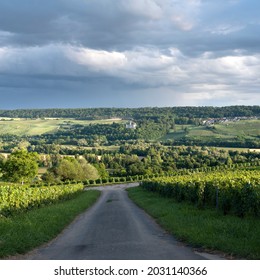 Vineyards In Countryside Of Marne Valley South Of Reims In French Region Champagne Ardenne