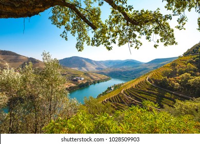 Vineyards And The Douro River, Alto Douro Wine Valley