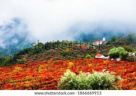 Vineyards in Douro river valley in misty morning, Portugal. Portuguese wine region. Beautiful autumn landscape