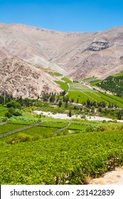 Vineyards Of Elqui Valley, Chile