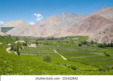 Vineyards Of Elqui Valley, Chile