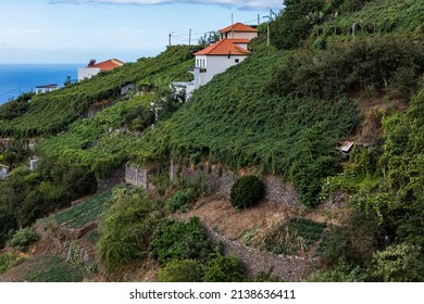 Vineyards In Estreito De Câmara De Lobos, Madeira