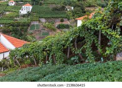 Vineyards In Estreito De Câmara De Lobos, Madeira