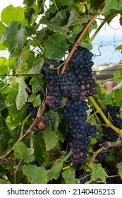 Vineyards In Estreito De Câmara De Lobos, Madeira