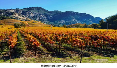 Vineyards In The Fall, Napa Valley