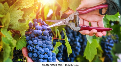 Vineyards grape at sunset in autumn harvest. Ripe blue wine berries gathering. Woman use scissors to cut bunch of fresh sweet dark grapes.