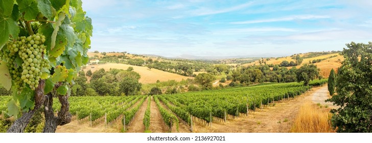 Vineyards with grapevine and hilly tuscan landscape near winery along Chianti wine road in the summer sun, Tuscany Italy Europe