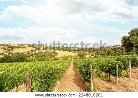 Vineyards with grapevine and hilly tuscan landscape near winery along Chianti wine road in the summer sun, Tuscany Italy Europe