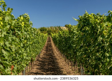 Vineyards with grapevine for wine production. Moravia, Czech Republic.