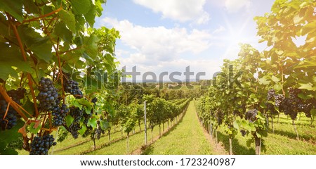 Vineyards with grapevine for wine production near a winery along styrian wine road, Austria Europe