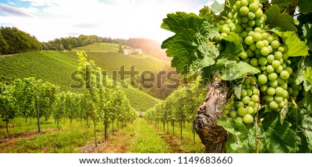 Vineyards with grapevine and winery along wine road in the evening sun, Austria Europe